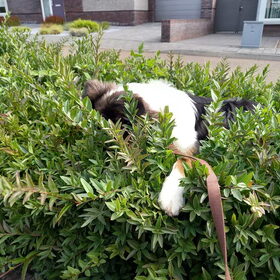 Hondenfoto van Baasje van Spaiky† en Odie