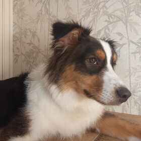 Hondenfoto van Baasje van Spaiky† en Odie