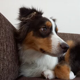 Hondenfoto van Baasje van Spaiky† en Odie