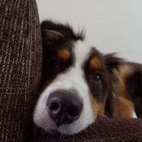 Hondenfoto van Baasje van Spaiky† en Odie