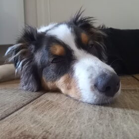Hondenfoto van Baasje van Spaiky† en Odie