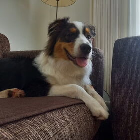 Hondenfoto van Baasje van Spaiky† en Odie
