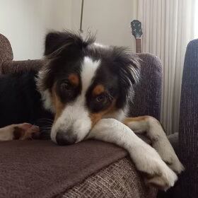 Hondenfoto van Baasje van Spaiky† en Odie