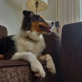 Hondenfoto van Baasje van Spaiky† en Odie