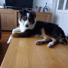 Hondenfoto van Baasje van Spaiky† en Odie