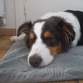 Hondenfoto van Baasje van Spaiky† en Odie