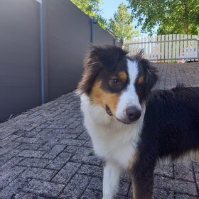 Hondenfoto van Baasje van Spaiky† en Odie