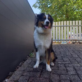 Hondenfoto van Baasje van Spaiky† en Odie