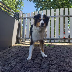 Hondenfoto van Baasje van Spaiky† en Odie