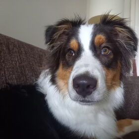 Hondenfoto van Baasje van Spaiky† en Odie