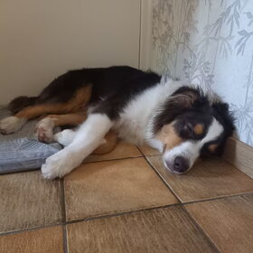 Hondenfoto van Baasje van Spaiky† en Odie