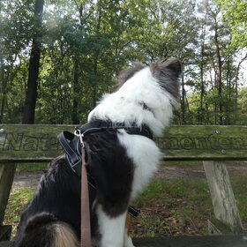 Hondenfoto van Baasje van Spaiky† en Odie