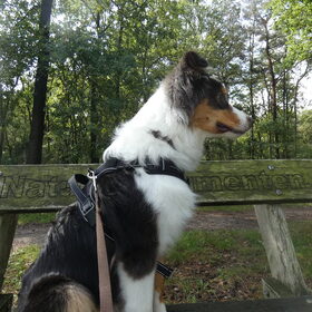 Hondenfoto van Baasje van Spaiky† en Odie