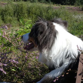 Hondenfoto van Baasje van Spaiky† en Odie