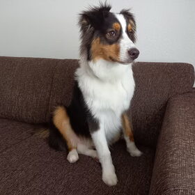 Hondenfoto van Baasje van Spaiky† en Odie