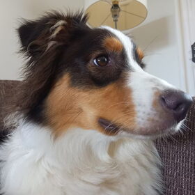 Hondenfoto van Baasje van Spaiky† en Odie