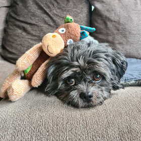 Hondenfoto van Milou 
