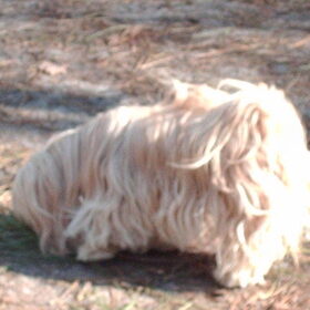 Hondenfoto van liesbeth,Turbo,Luna, Levi en Faith