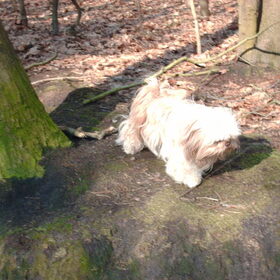 Hondenfoto van liesbeth,Turbo,Luna, Levi en Faith