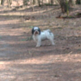 Hondenfoto van liesbeth,Turbo,Luna, Levi en Faith