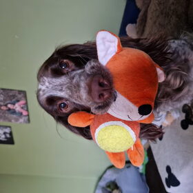 Hondenfoto van chay & dolci