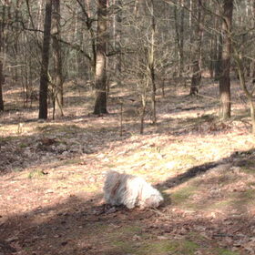 Wat ruikt het toch heerlijk zo in het bos..
