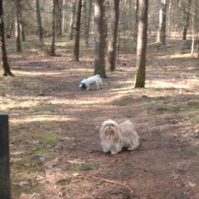 Luna staat te wachten tot het vrouwtje de stok wil gooien.