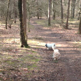 Wat is dat genieten zo in het bos wat snuffelen.