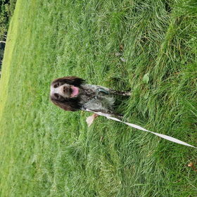 Hondenfoto van chay & dolci