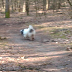 Hondenfoto van liesbeth,Turbo,Luna, Levi en Faith