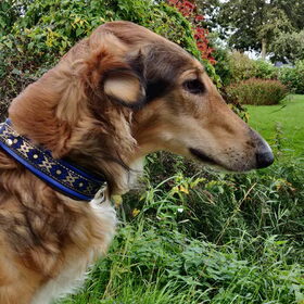 Dialga met Mike's halsband.