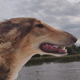 Neus in de wind op de boot