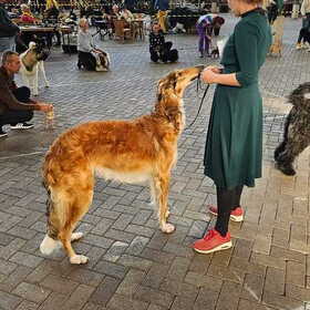 KC Sneek Clubmatch Junior Best in Show ring...