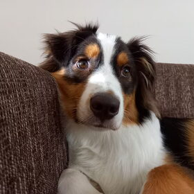 Hondenfoto van Baasje van Spaiky† en Odie