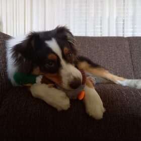 Hondenfoto van Baasje van Spaiky† en Odie
