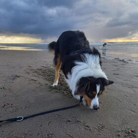 Hondenfoto van Baasje van Spaiky† en Odie