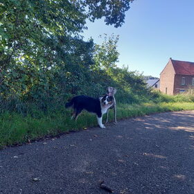 Hondenfoto van Baasje van Spaiky† en Odie
