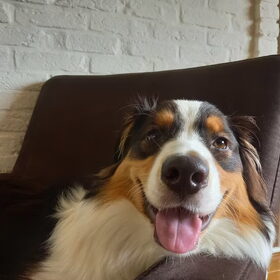 Hondenfoto van Baasje van Spaiky† en Odie