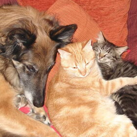 Samenscholing op de bank, Isis met Linus en Maus.