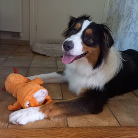 Hondenfoto van Baasje van Spaiky† en Odie