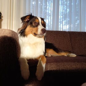 Hondenfoto van Baasje van Spaiky† en Odie