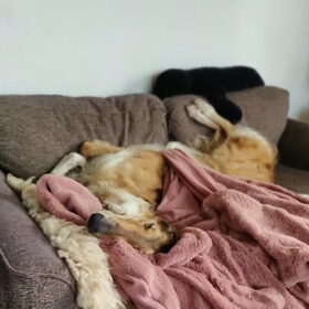 Koning Relax