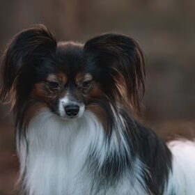 zo knap
