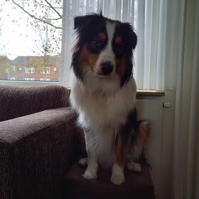 Hondenfoto van Baasje van Spaiky† en Odie