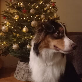 Hondenfoto van Baasje van Spaiky† en Odie
