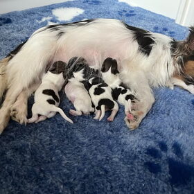 net geborene puppy's