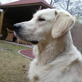 koppie!