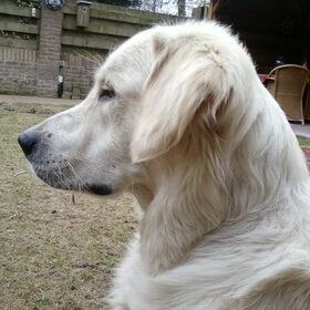 Hondenfoto van Fenna & Wax