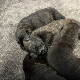 Hondenfoto van Dutchshepherdteam 