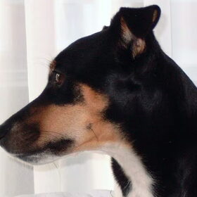 Hondenfoto van De Rycker